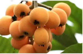ffa医学上是什么意思-app下载